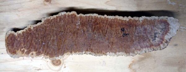 Brown Mallee Burr - Image 3