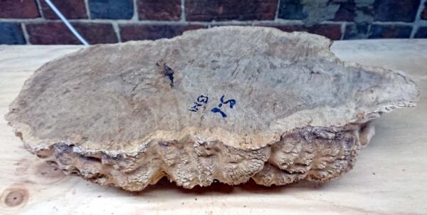 Brown Mallee Burr - Image 2