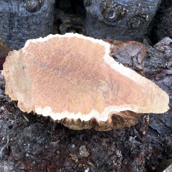 Brown Mallee Burr