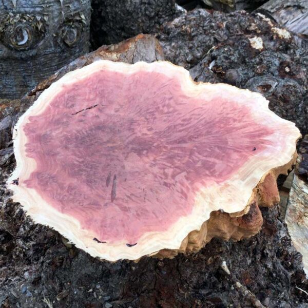 Red Mallee Burr